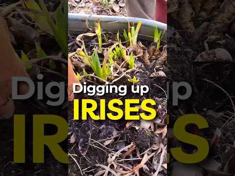 Why We Are Digging Up Our Bearded Iris Bulbs #shorts #garden