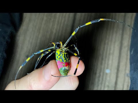 POISONOUS spiders taste like NUTS!