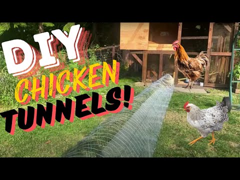 DIY How To Make A Chicken Tunnel | Step By Step Tutorial Demonstration w/AIRCO Welded Wire Fence