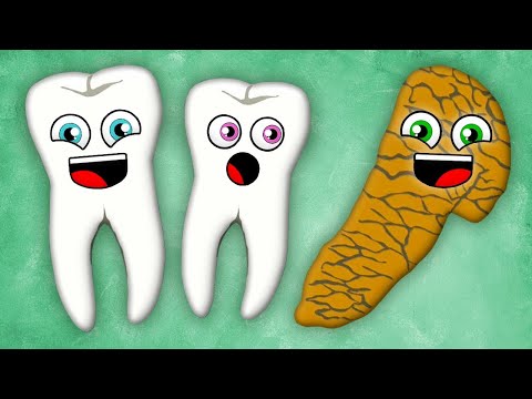 The Teeth and Pancreas! | KLT Anatomy