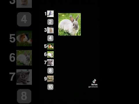 動物のランキング