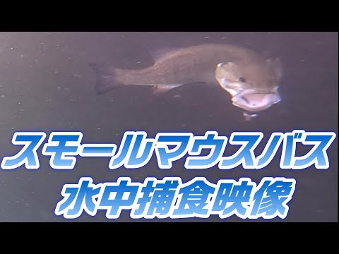 【水中映像】水深５ｍ,スモールマウスバスの捕食って、こんな感じで引ったくる