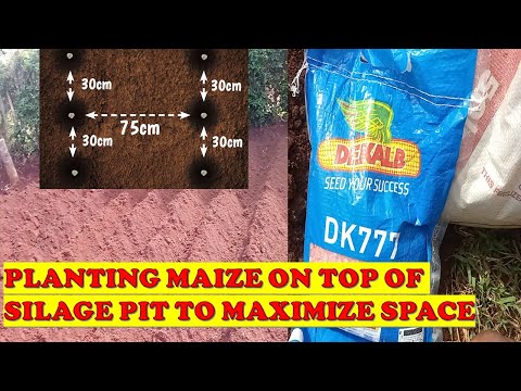 HOW TO PLANT MAIZE ON TOP OF  SILAGE PIT