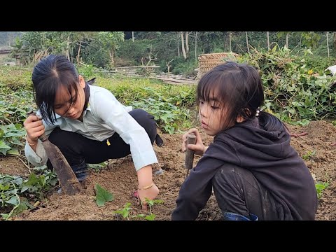 At the beginning of the year, the two girls started gardening and went looking for sweet potato