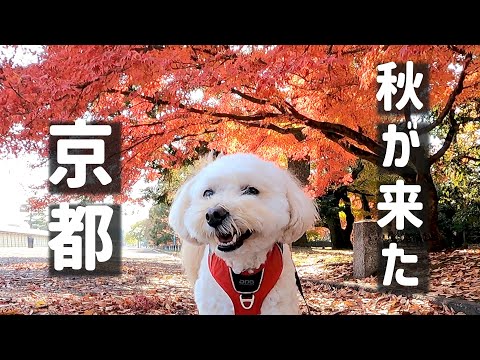 The day Fuqu and I went autumn-leaf viewing and ate udon noodles at the Kyoto Imperial Garden.