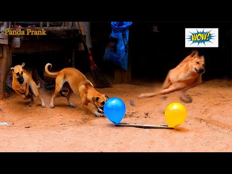 Balloon Trap Prank Dog.