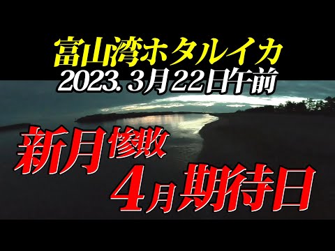 ホタルイカ調査】2023年3月22日未明、あれ？なぜ？と4月の期待日