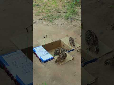 Best Effective Quail Trap Processing Using Cardboard Box #birdtrap #shortvideo #youtubeshorts