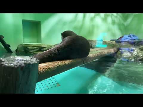 品川水族館的海獺