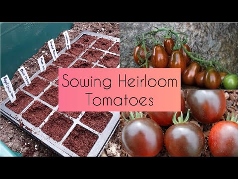 Sowing Heirloom Tomato Seeds from Vertiloom 🍅 6 Varieties 🍅