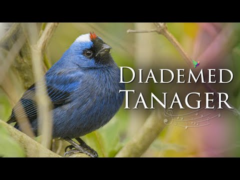 The Sound of the Diademed Tanager - Sound Birds - White Capped Tanager