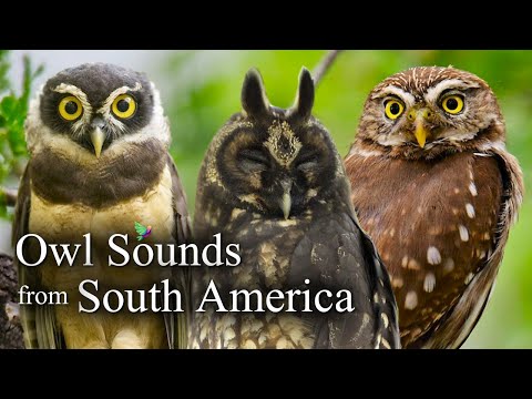 The Best Owl Sounds🦉Owl Sounds with 10 species from South America🎶