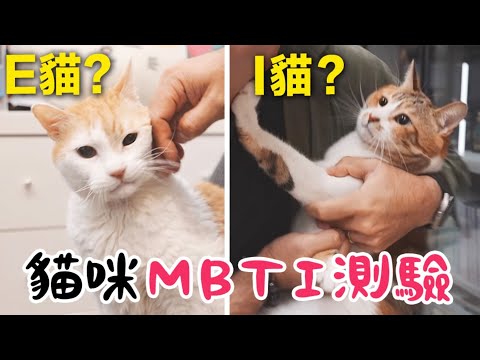 【黃阿瑪的後宮生活】貓咪MBTI測驗！性格實測好準！