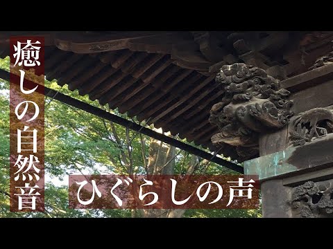 ひぐらしの鳴き声【作業用BGM】