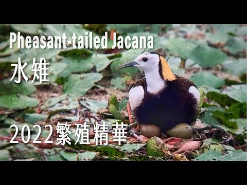 【生態全紀錄】Pheasant-tailed Jacana breeding in Taiwan2022