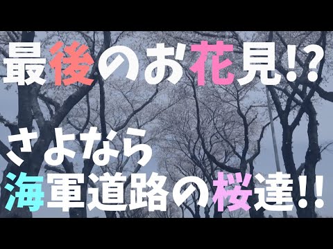 【お花見】海軍道路の桜の木が切られる前に、最後のドライブお花見に行ってみた件