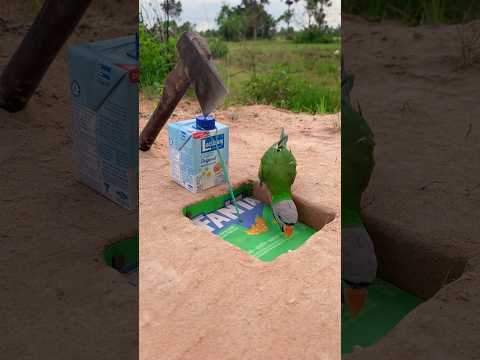 fantastic creative bird trap #diy_creative #shorts