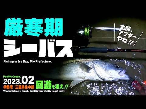 【厳寒期シーバス】三重県伊勢湾奥の冬シーバスを狙う！／河口のシャローを回遊するスズキを釣る