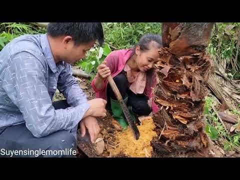 Next 35 days: Harvesting palm pupae, gardening - Picking wild canarium fruits and bamboo shoots.