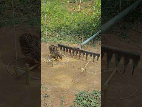 Innovative Quail Trapping Technique Processing #shorts #birdtrap #animaltrap