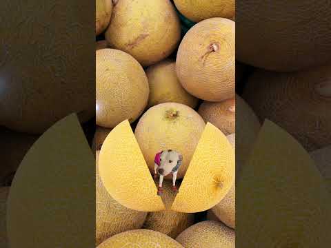 EZ_Zola melon #ezfam #fypシ゚viralシfypシ゚ #funnyvideos #petdog #funnydog #cutepets #funnsyshorts #melon