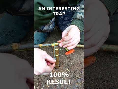 100% TRAP IN FIVE MINUTES  #bushcraft #trap #survival