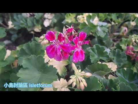 天竺葵。每朵花具五瓣 Geranium mph3919 jul2024