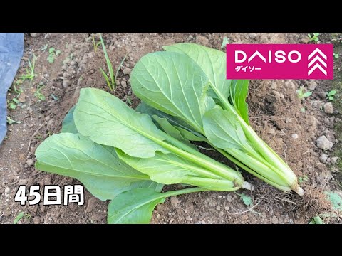 How to grow komatsuna from seeds