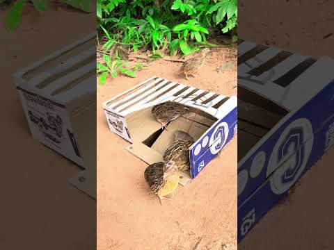 Really Good Quail Trap - DIY Quail Trap