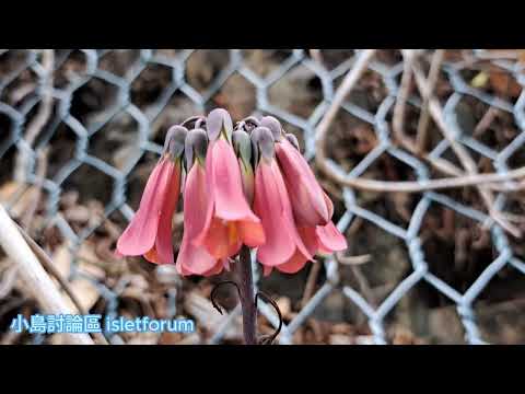 洋吊鐘 chandelier plant／kalanchoe delagoensis mhp3623 feb2024 又稱棒葉落地生根／不死鳥，原產非洲馬達加斯加。