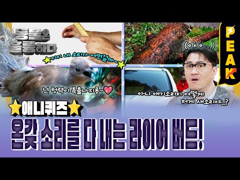 [#피크타임] 드릴, 망치, 아기 울음소리까지 카피하는 새 등장?! 라이어 버드가 낸 소리를 맞혀라! | #동물은훌륭하다 | KBS 250310 방송