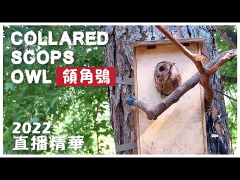 Collared Scops-Owl breeding in Taiwan