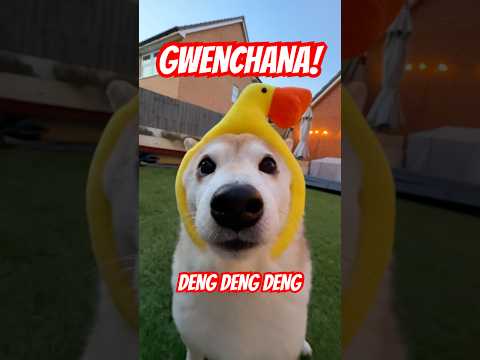 GWENCHANA 4️⃣ Deng Deng Deng #cutenessoverload