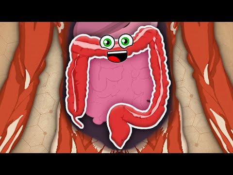 The Large Intestine Has Expanding Walls! | KLT Anatomy