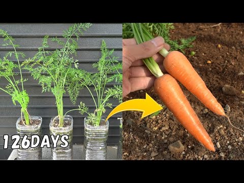 How to grow carrots in plastic bottles