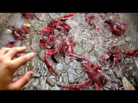 Fall in Japan = Crayfish outbreak【ENG SUB】