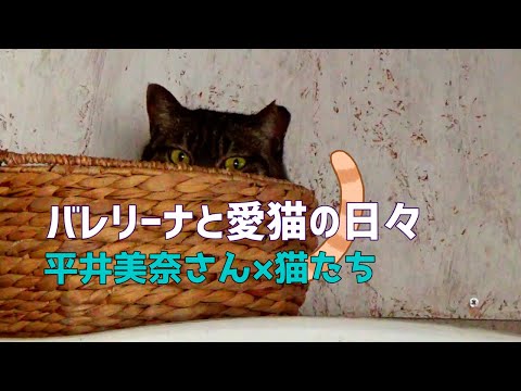 きたひろ.TV「バレリーナと愛猫の日々　平井美奈さん×猫たち」　【猫のいる生活】　【猫好きさんと繋がりたい】