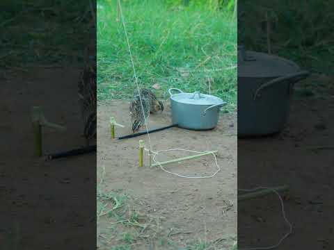 DIY Quail Trap Tutorial - Unique Bird Trapping Design #animaltrap #shortvideo #ytshorts