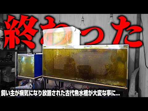 【崩壊】飼い主が病気になって古代魚水槽が大変なことになってしまいました…