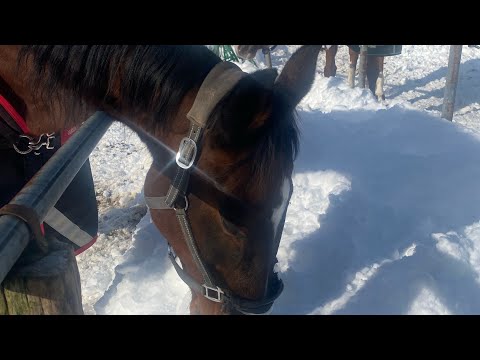 (引退馬支援)生牧草のお礼とレッスン配信のお知らせ🐴❄️