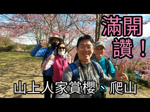 “山上人家賞櫻” 藍天白雲+櫻花滿開，讚！順路去爬鵝公髻山，回程起霧，吉野杉與櫻花另有一種朦朧美。  有空拍喔！