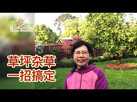 草坪杂草，怎样一招搞定？【快乐姥姥·51】