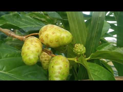 諾麗果的功效。Benefits of Morinda citrifolia Manfaat Buah Mengkudu.#shorts