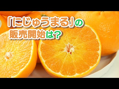 令和７年の佐賀県産ブランド柑橘「にじゅうまる」の販売開始日は？