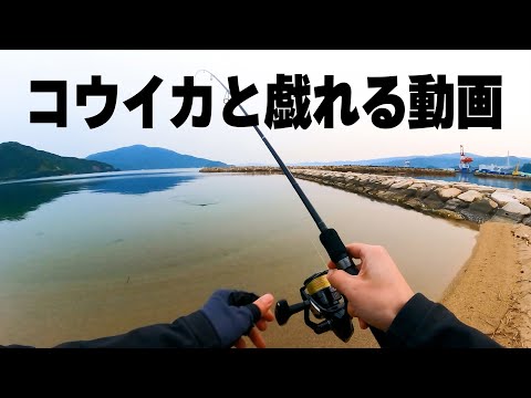 コウイカと戯れる動画