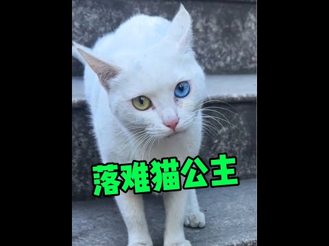 视频为证，是她先主动的！#异瞳猫#仙女猫#捡猫