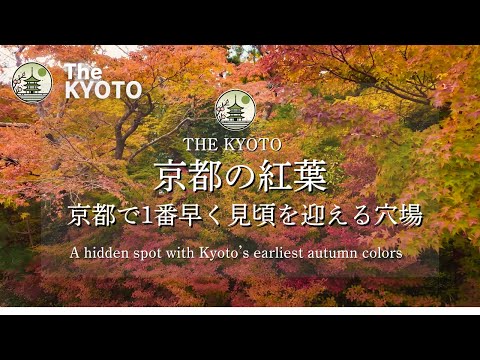 Kuwayama Shrine’s autumn leaves are near peak! This year, December may be the prime season