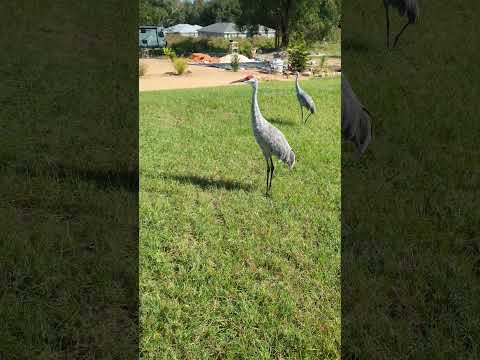 Mowing the right way? #shorts #florida #mowing #sandcranes #giant #birds