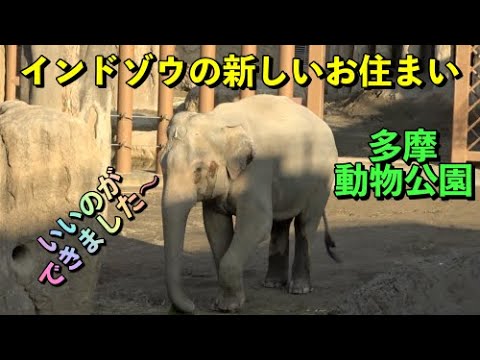 インドゾウの新しいお住まいは立派【街旅】（多摩動物公園）