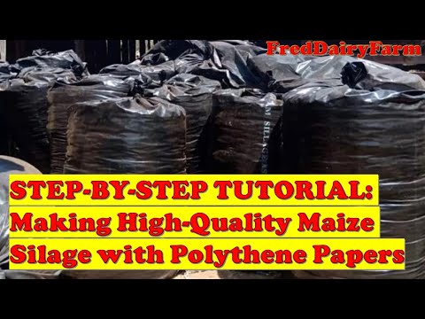 Master the Art of Perfect Maize Silage with Polythene Papers Ultimate Guide for Dairy Farmers 🌽🌾